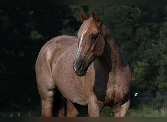 caballo de tiro Mestizo, Caballo castrado, 14 años, 157 cm, Ruano alazán