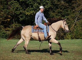 caballo de tiro, Caballo castrado, 14 años, 160 cm, Buckskin/Bayo