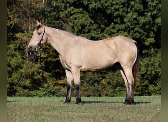 caballo de tiro, Caballo castrado, 14 años, 160 cm, Buckskin/Bayo