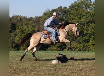 caballo de tiro, Caballo castrado, 14 años, 160 cm, Buckskin/Bayo