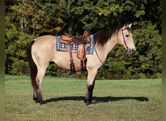 caballo de tiro, Caballo castrado, 14 años, 160 cm, Buckskin/Bayo