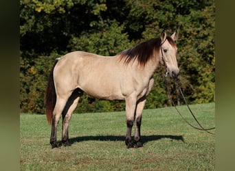 caballo de tiro, Caballo castrado, 14 años, 160 cm, Buckskin/Bayo