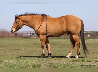 caballo de tiro, Caballo castrado, 14 años, 160 cm, Buckskin/Bayo