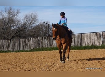 caballo de tiro, Caballo castrado, 14 años, 160 cm, Buckskin/Bayo