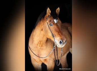 caballo de tiro, Caballo castrado, 14 años, 160 cm, Buckskin/Bayo