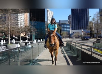 caballo de tiro, Caballo castrado, 14 años, 160 cm, Buckskin/Bayo