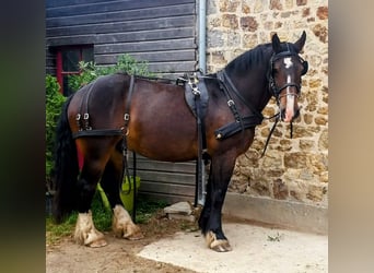 caballo de tiro, Caballo castrado, 14 años, 160 cm, Negro