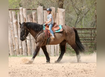 caballo de tiro Mestizo, Caballo castrado, 14 años, 160 cm, Negro