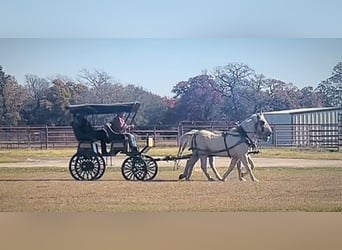 caballo de tiro Mestizo, Caballo castrado, 14 años, 163 cm, Palomino