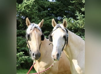 caballo de tiro Mestizo, Caballo castrado, 14 años, 163 cm, Palomino