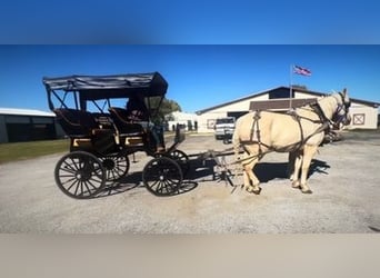 caballo de tiro Mestizo, Caballo castrado, 14 años, 163 cm, Palomino