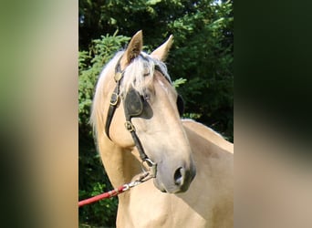 caballo de tiro Mestizo, Caballo castrado, 14 años, 163 cm, Palomino