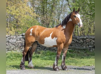 caballo de tiro, Caballo castrado, 14 años, 165 cm, Overo-todas las-capas