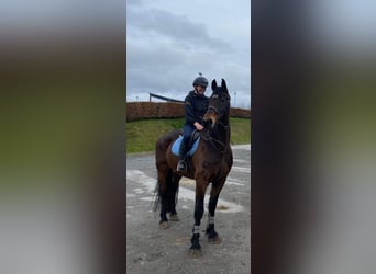 caballo de tiro, Caballo castrado, 14 años, 167 cm, Castaño oscuro