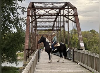 caballo de tiro, Caballo castrado, 14 años, 168 cm, Tobiano-todas las-capas