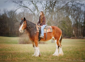 caballo de tiro, Caballo castrado, 14 años, 175 cm, Castaño-ruano