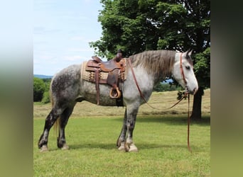 caballo de tiro, Caballo castrado, 14 años, 175 cm, Tordo rodado