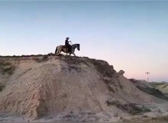 caballo de tiro, Caballo castrado, 14 años, Buckskin/Bayo