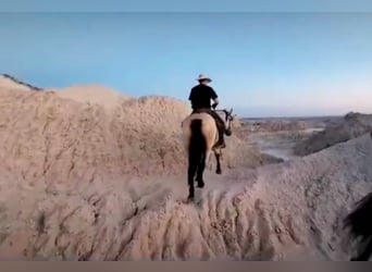 caballo de tiro, Caballo castrado, 14 años, Buckskin/Bayo