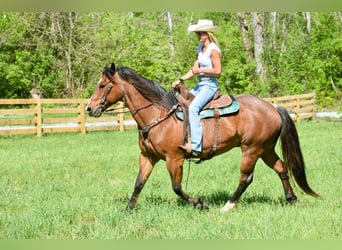 caballo de tiro, Caballo castrado, 15 años, 155 cm, Castaño-ruano