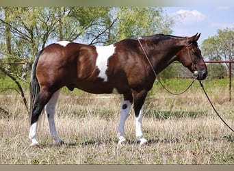 caballo de tiro, Caballo castrado, 15 años, 157 cm, Tobiano-todas las-capas