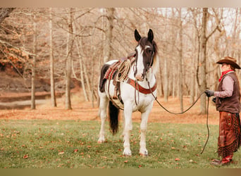 caballo de tiro Mestizo, Caballo castrado, 15 años, 163 cm