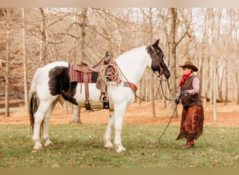 caballo de tiro Mestizo, Caballo castrado, 15 años, 163 cm