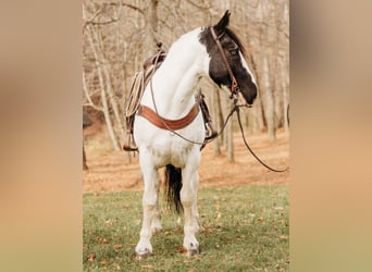 caballo de tiro Mestizo, Caballo castrado, 15 años, 163 cm