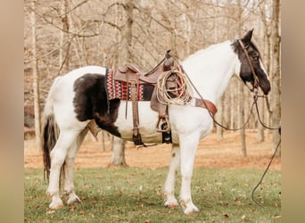 caballo de tiro Mestizo, Caballo castrado, 15 años, 163 cm