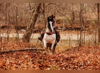 caballo de tiro Mestizo, Caballo castrado, 15 años, 163 cm