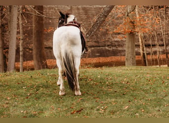 caballo de tiro Mestizo, Caballo castrado, 15 años, 163 cm