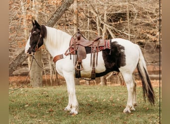 caballo de tiro Mestizo, Caballo castrado, 15 años, 163 cm