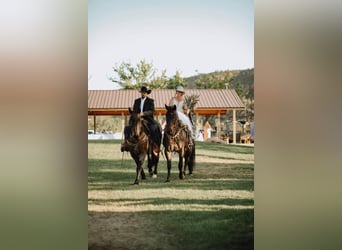 caballo de tiro Mestizo, Caballo castrado, 15 años, 163 cm, Castaño-ruano