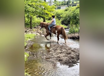 caballo de tiro, Caballo castrado, 15 años, 165 cm, Overo-todas las-capas