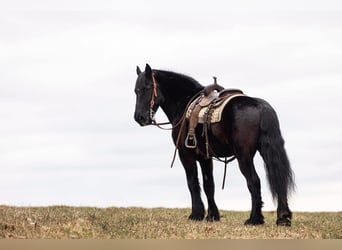 caballo de tiro, Caballo castrado, 15 años, 173 cm, Negro