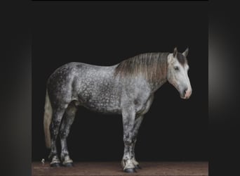 caballo de tiro, Caballo castrado, 15 años, 175 cm, Tordo rodado