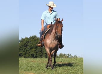 caballo de tiro, Caballo castrado, 15 años, Castaño-ruano