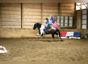 caballo de tiro, Caballo castrado, 15 años, Negro