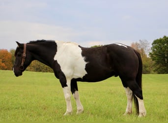 caballo de tiro, Caballo castrado, 15 años, Negro