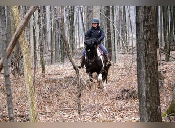 caballo de tiro, Caballo castrado, 15 años, Negro