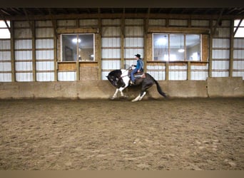 caballo de tiro, Caballo castrado, 15 años, Negro