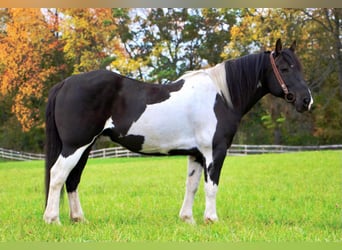 caballo de tiro, Caballo castrado, 15 años, Negro