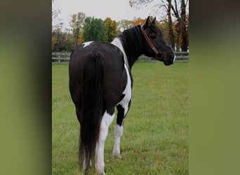 caballo de tiro, Caballo castrado, 15 años, Negro