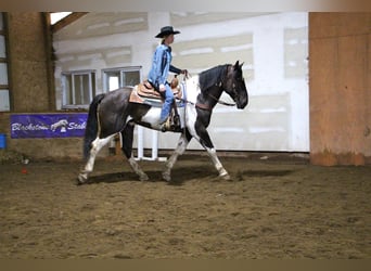 caballo de tiro, Caballo castrado, 15 años, Negro