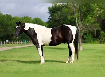 caballo de tiro Mestizo, Caballo castrado, 15 años, Pío