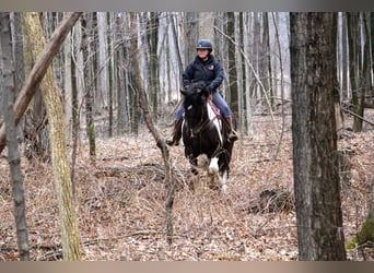 caballo de tiro, Caballo castrado, 15 años, Tobiano-todas las-capas