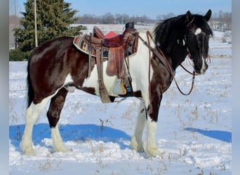 caballo de tiro, Caballo castrado, 15 años, Tobiano-todas las-capas