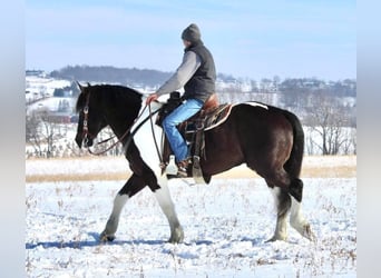 caballo de tiro, Caballo castrado, 15 años, Tobiano-todas las-capas