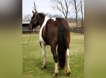 caballo de tiro, Caballo castrado, 15 años, Tobiano-todas las-capas