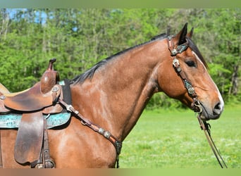 caballo de tiro, Caballo castrado, 16 años, 155 cm, Castaño-ruano